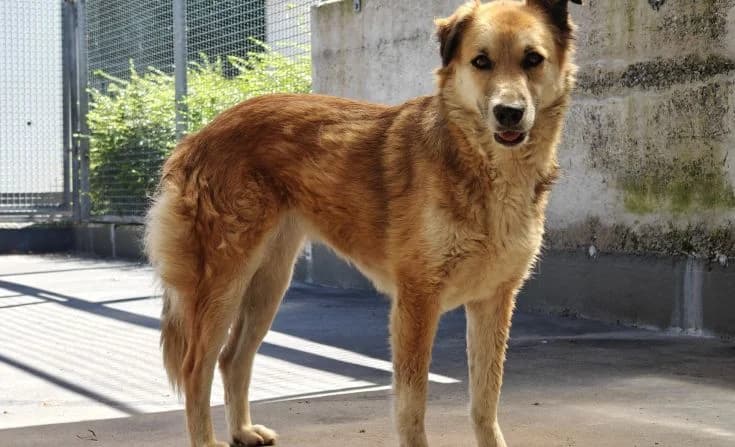 Sunshine, female 3yo Mixed Breed for adoption at Tierheim Iserlohn, Iserlohn