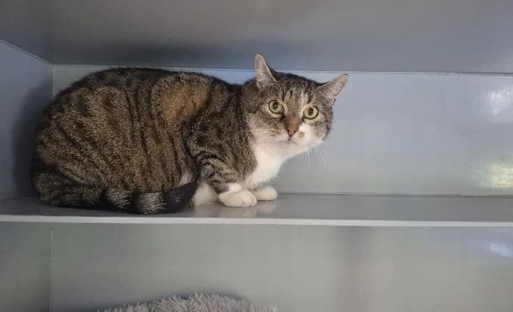 Tiger, male 6yo Mixed Breed for adoption at Tierheim Iserlohn, Iserlohn