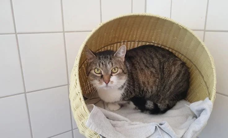 Tiger, male 6yo Mixed Breed for adoption at Tierheim Iserlohn, Iserlohn