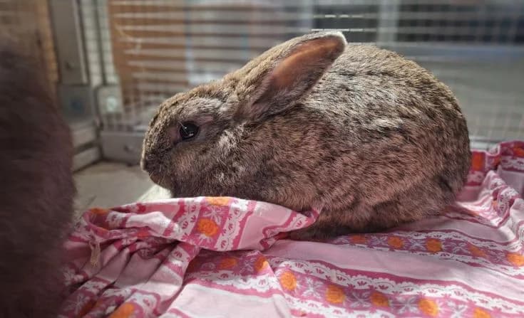 Tinkerbell, female 4yo Mixed Breed for adoption at Tierheim Iserlohn, Iserlohn
