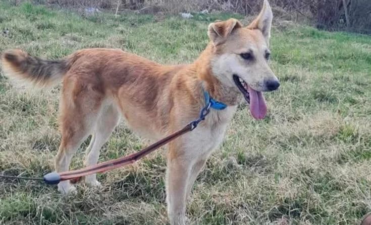 Toffee, female 5yo Mixed Breed for adoption at Tierheim Iserlohn, Iserlohn