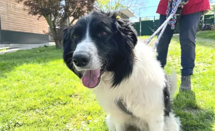 Tommy, male 6yo Mixed Breed for adoption at Tierheim Iserlohn, Iserlohn