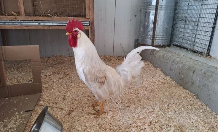 Konstantin, young Mixed Breed for adoption at Tierheim Iserlohn, Iserlohn