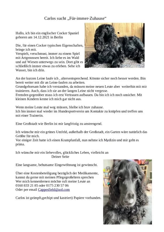 externe, Mixed Breed for adoption at Tierheim Itzehoe, Itzehoe