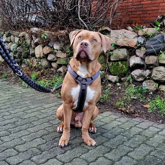 Floki, Mixed Breed for adoption at Tierheim Itzehoe, Itzehoe