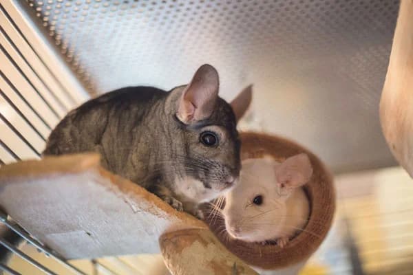 Außenvermittlung: Chinchillas, male Mixed Breed for adoption at Tierheim Jena, Jena