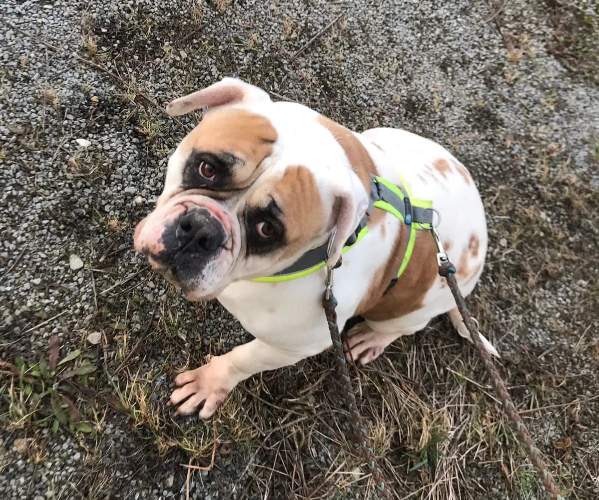 Außenvermittlung: Hündin Bertha, male Mixed Breed for adoption at Tierheim Jena, Jena
