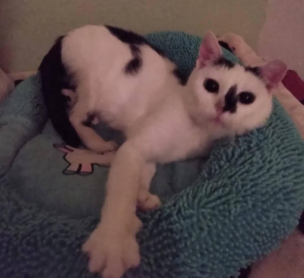 Außenvermittlung: Katze Inge, male Mixed Breed for adoption at Tierheim Jena, Jena