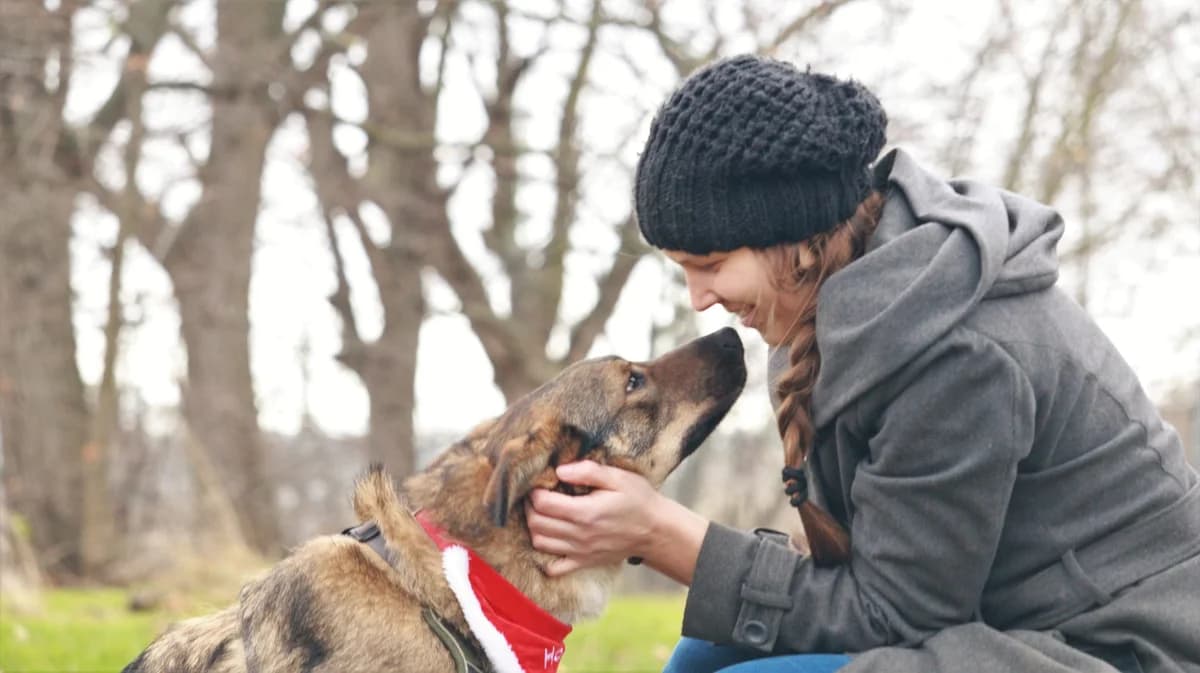 Außenvermittlung: Rüde Oskar, male Mixed Breed for adoption at Tierheim Jena, Jena