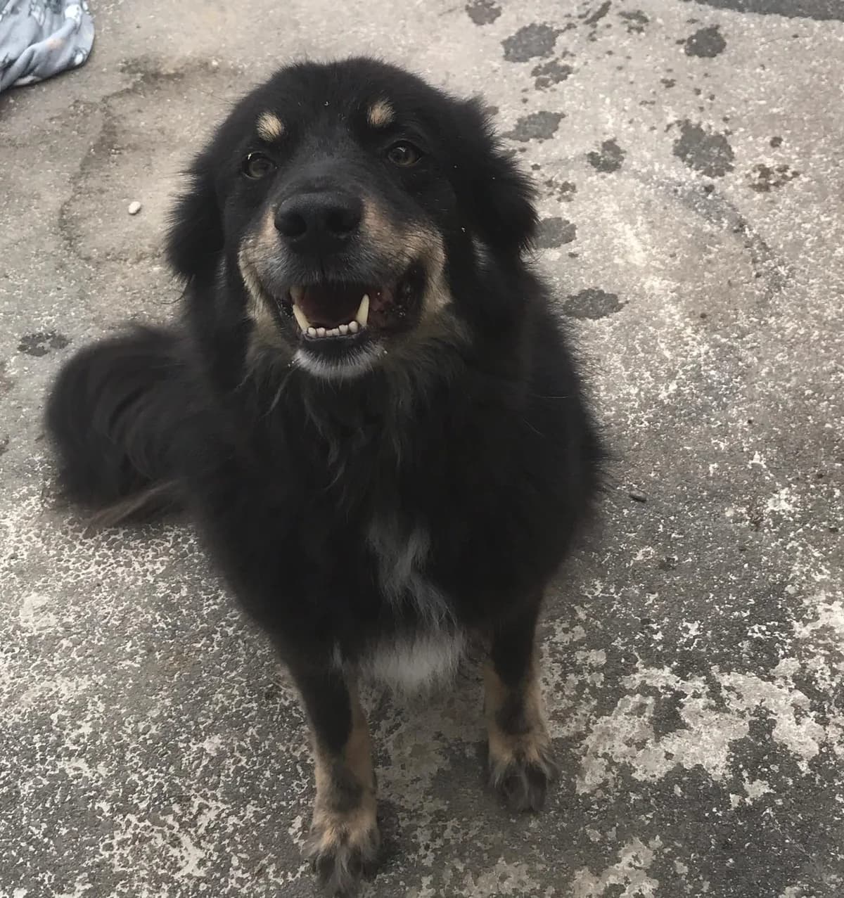 Außenvermittlung: Rüde Rakete, male Mixed Breed for adoption at Tierheim Jena, Jena