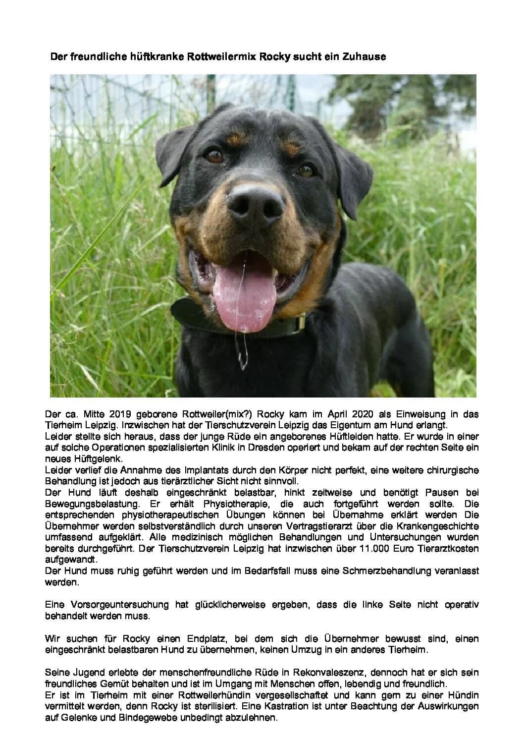 Außenvermittlung: Rüde Rocky, male Mixed Breed for adoption at Tierheim Jena, Jena