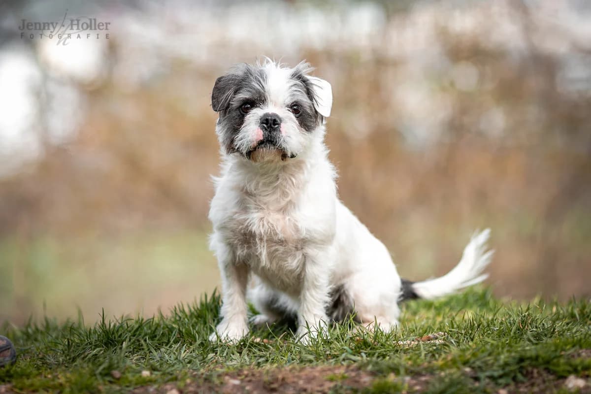 Hündin “Ella”, male Mixed Breed for adoption at Tierheim Jena, Jena