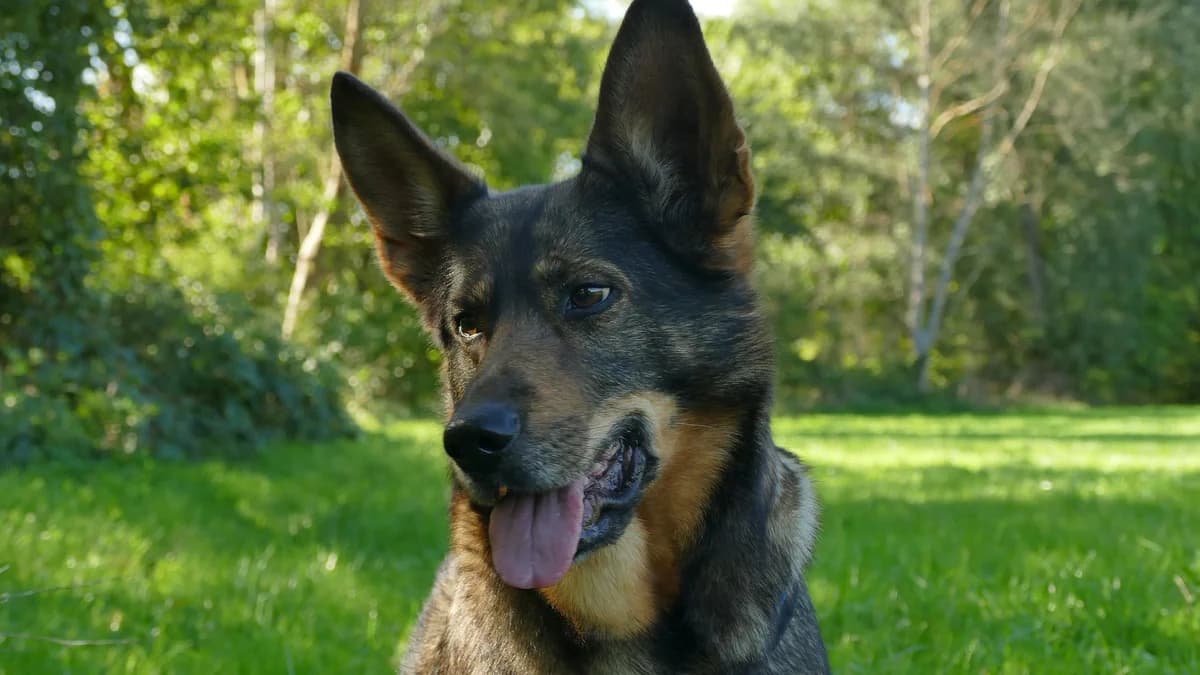 Hündin “Kira”, male Mixed Breed for adoption at Tierheim Jena, Jena