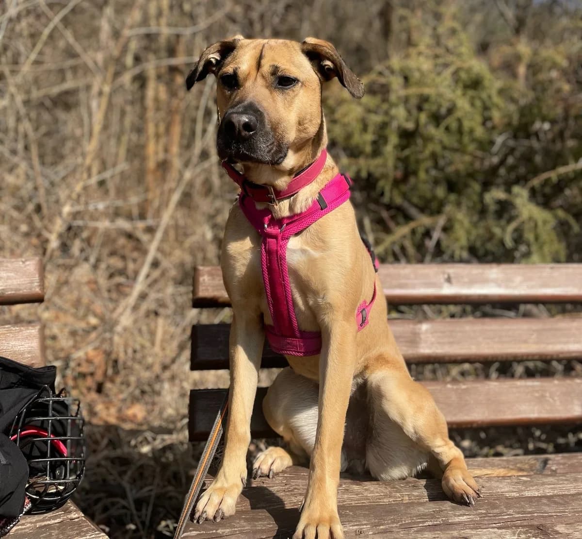 Hündin “Loki”, male Mixed Breed for adoption at Tierheim Jena, Jena