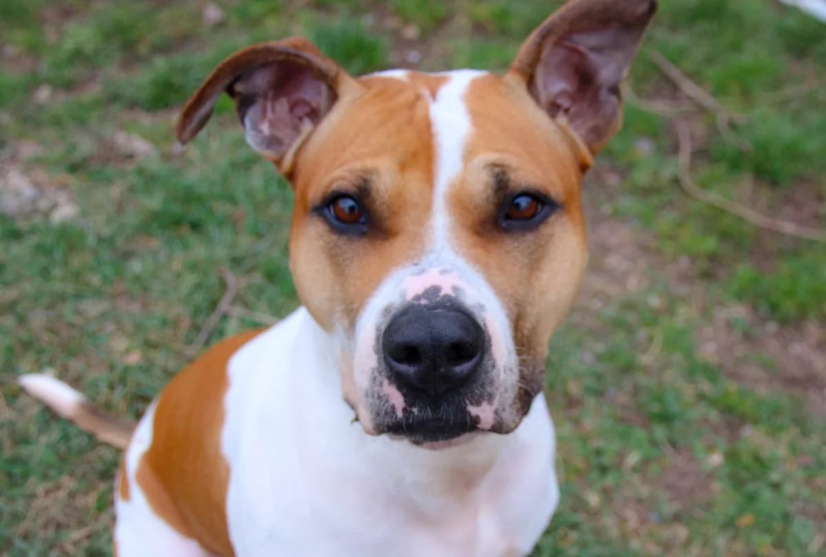Hündin “Lucy”, male Mixed Breed for adoption at Tierheim Jena, Jena