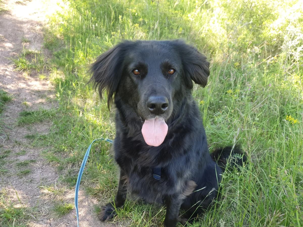 Hündin “Stella”, male Mixed Breed for adoption at Tierheim Jena, Jena