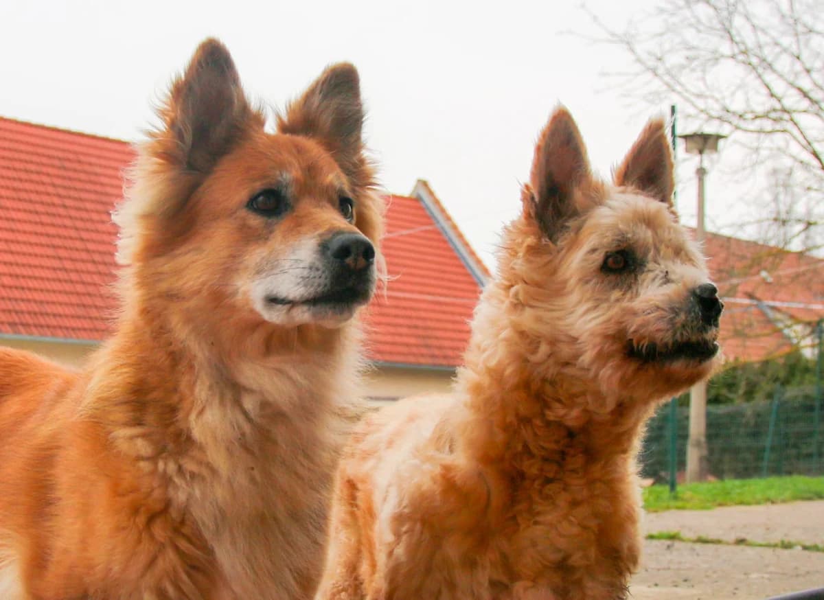 Hündinnen “Anka & Tina”, male Mixed Breed for adoption at Tierheim Jena, Jena