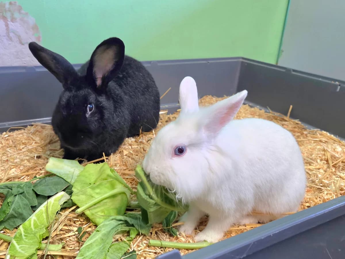 Kaninchen βScuroβ & βFinjaβ, male Mixed Breed for adoption at Tierheim Jena, Jena
