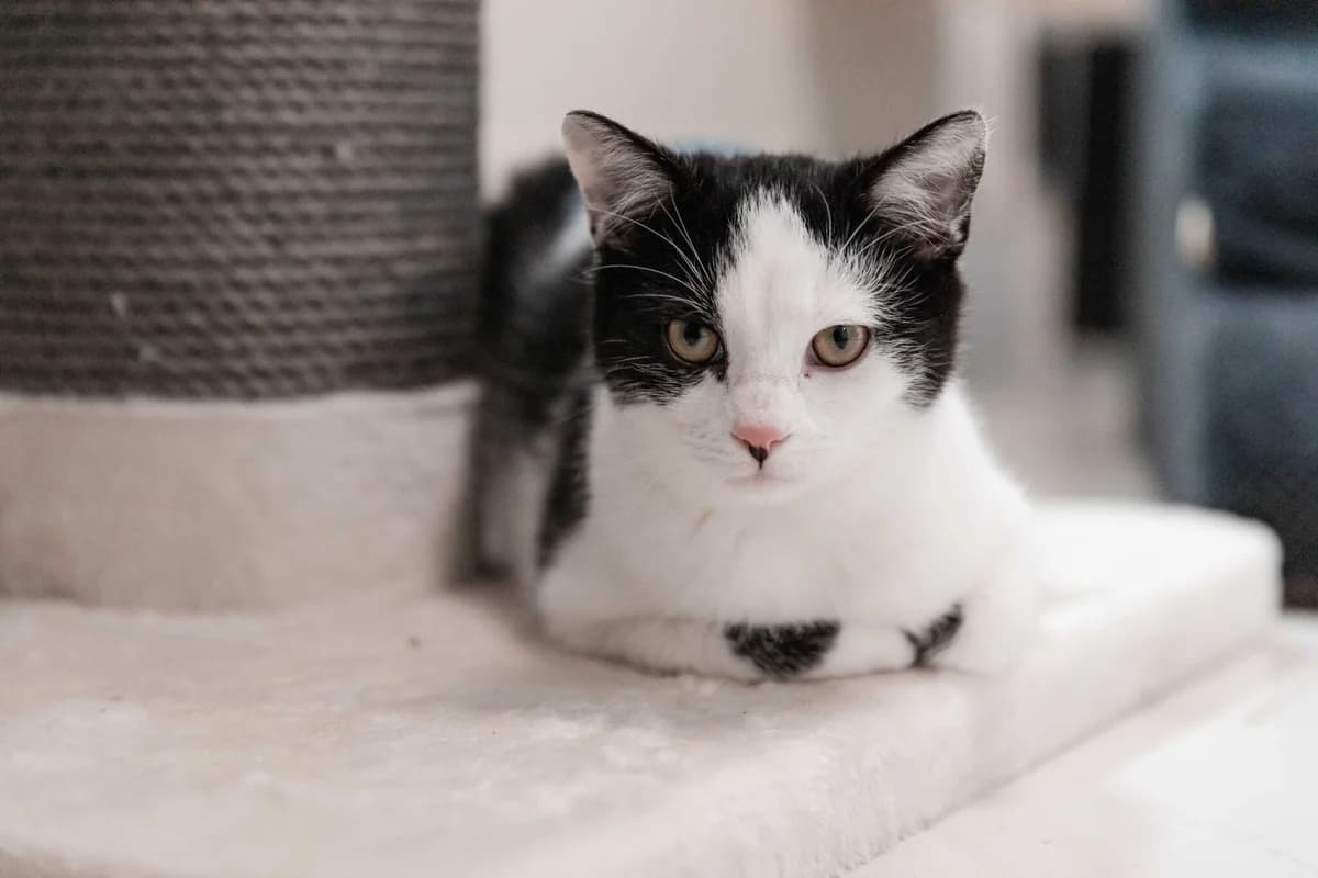 Kater “Jacq”, male Mixed Breed for adoption at Tierheim Jena, Jena