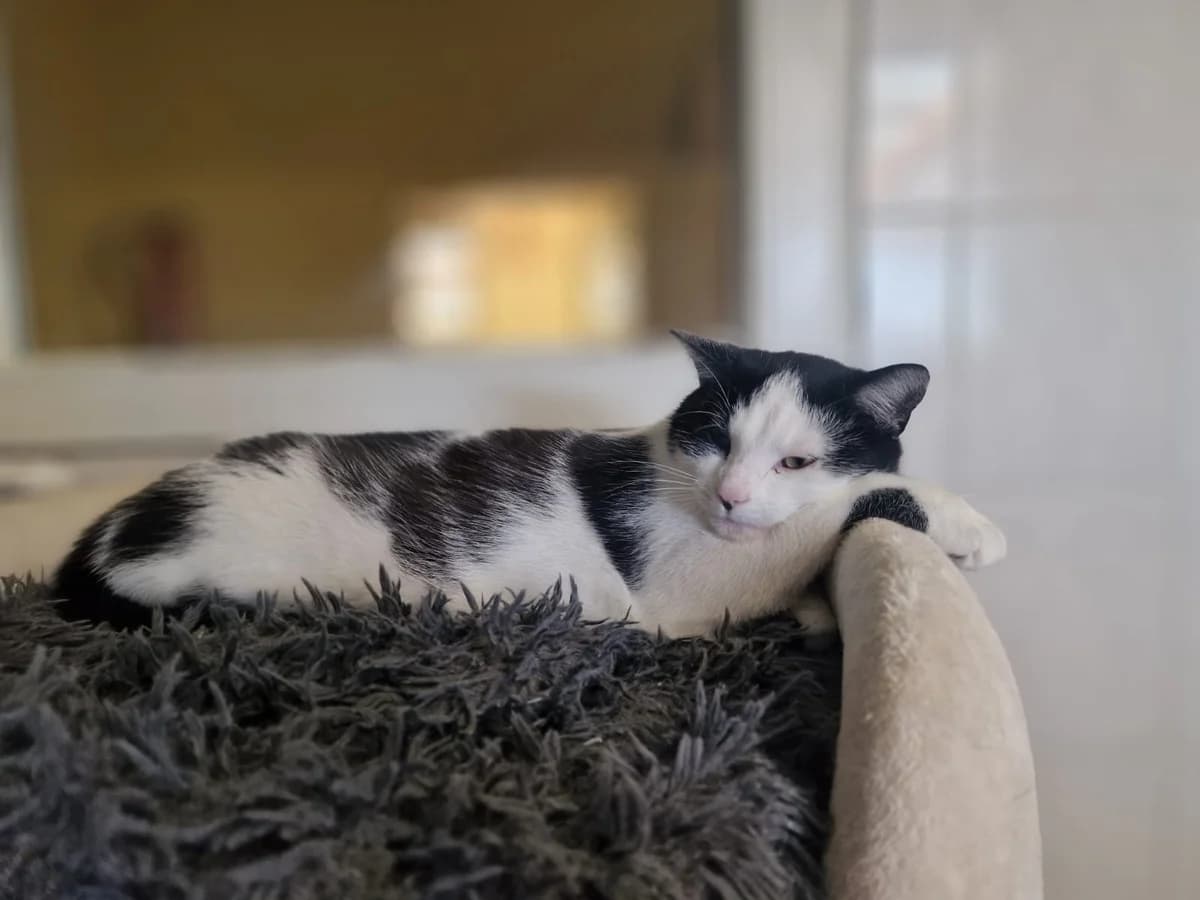 “Jacq” & “Lev”, female Mixed Breed for adoption at Tierheim Jena, Jena