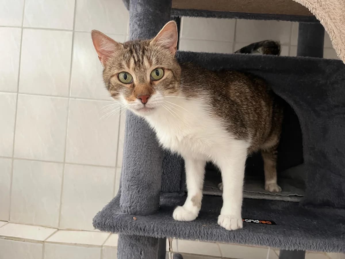 Kater “Laines”, male Mixed Breed for adoption at Tierheim Jena, Jena