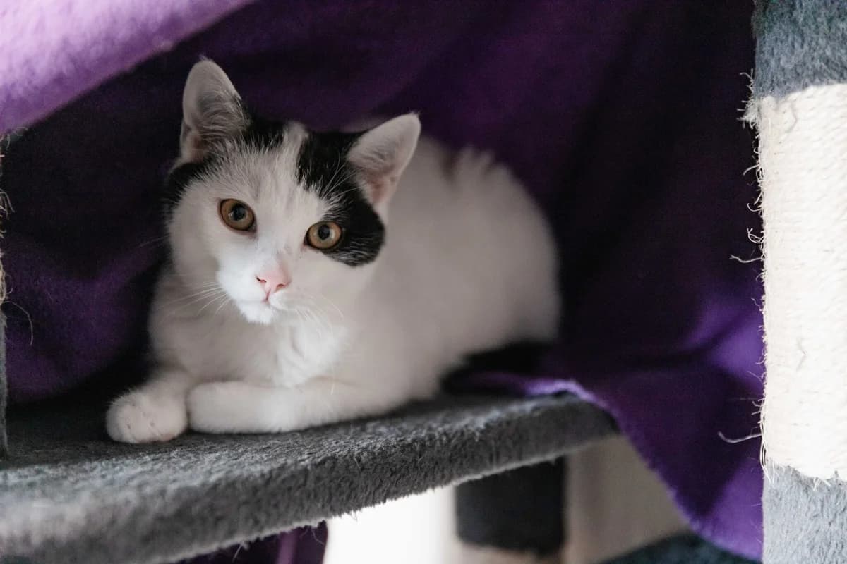 Kater “Lev”, male Mixed Breed for adoption at Tierheim Jena, Jena