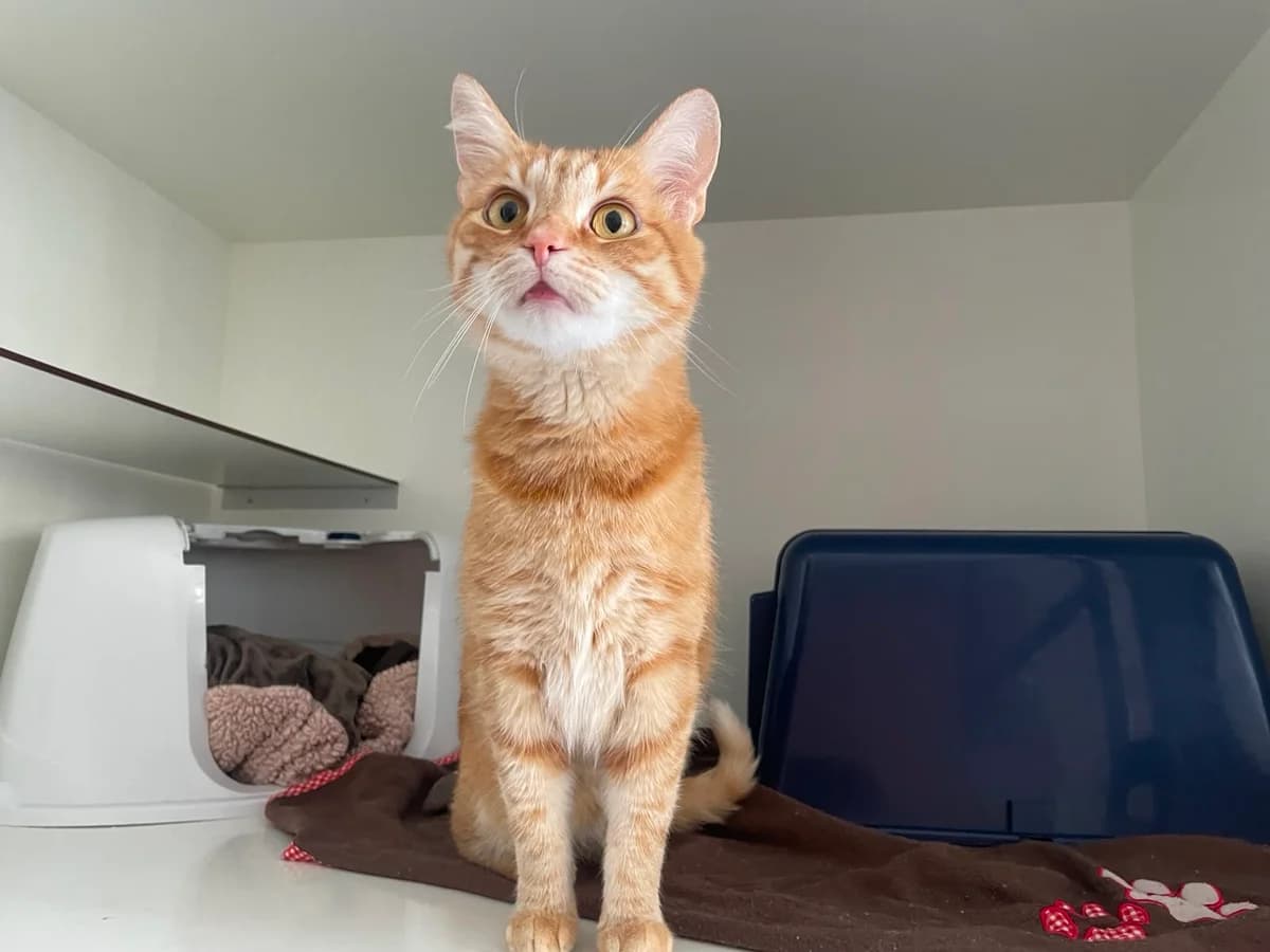 Kater “Oslo” (feste Interessenten), male Mixed Breed for adoption at Tierheim Jena, Jena