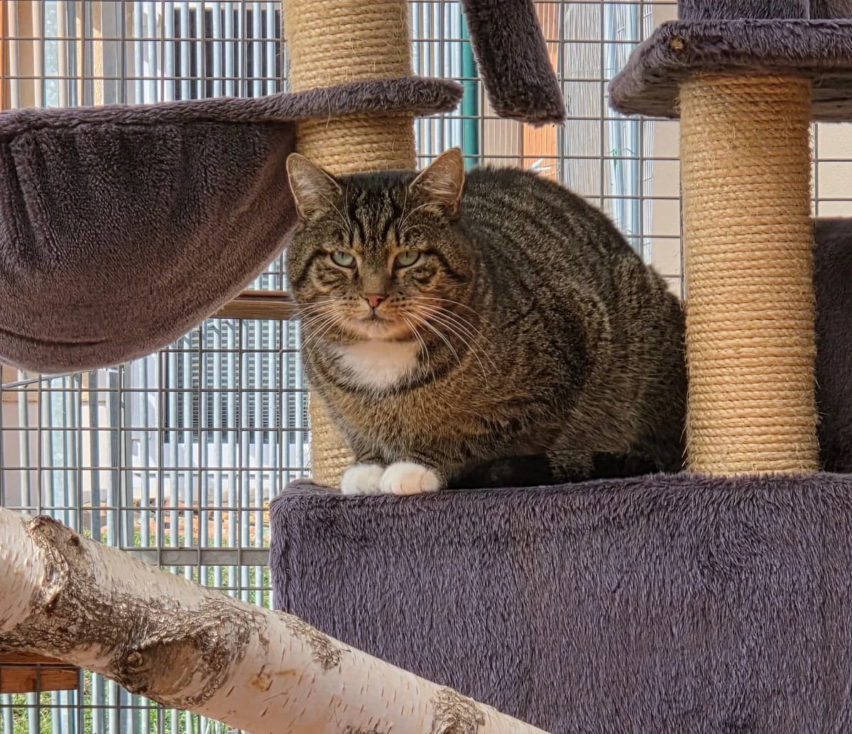 Kater “Rambo”, male Mixed Breed for adoption at Tierheim Jena, Jena