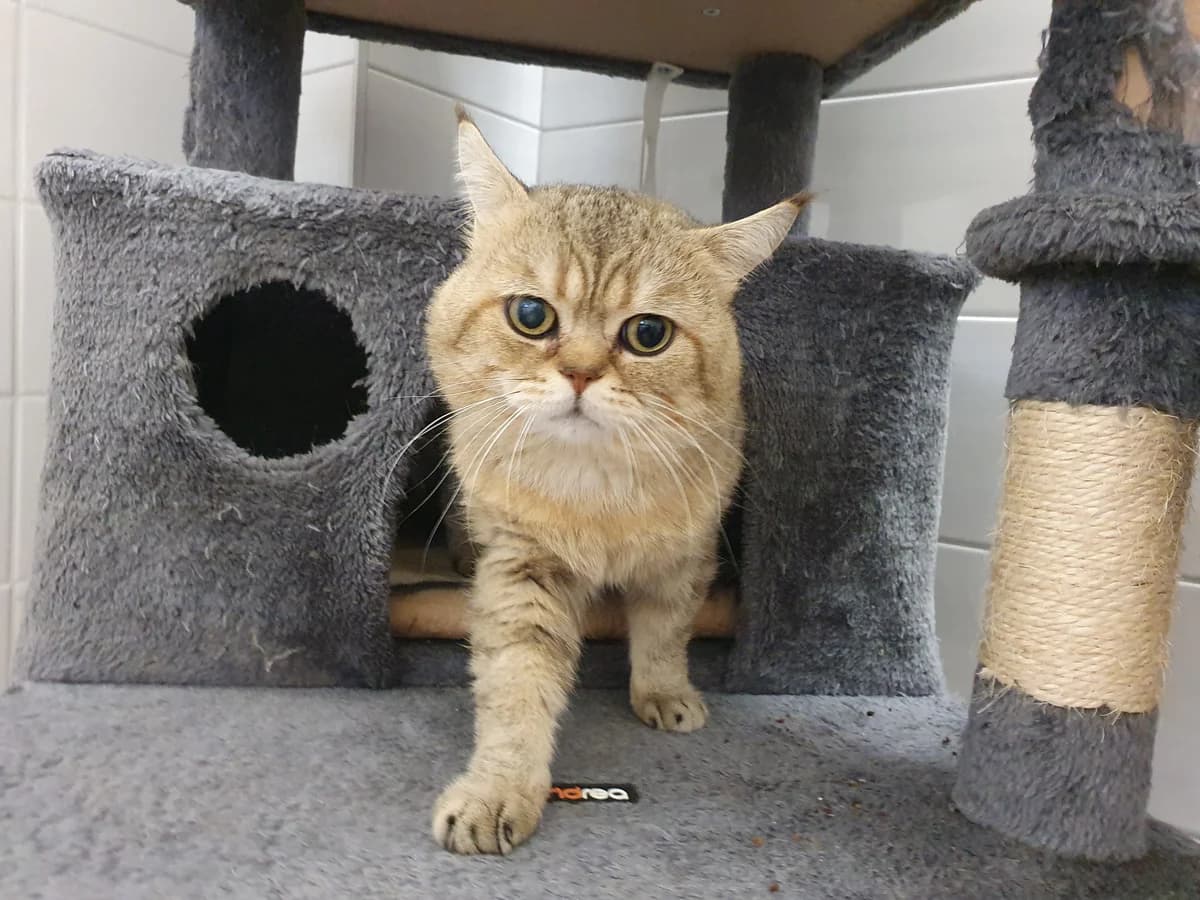 Kater “Siggy”, male Mixed Breed for adoption at Tierheim Jena, Jena