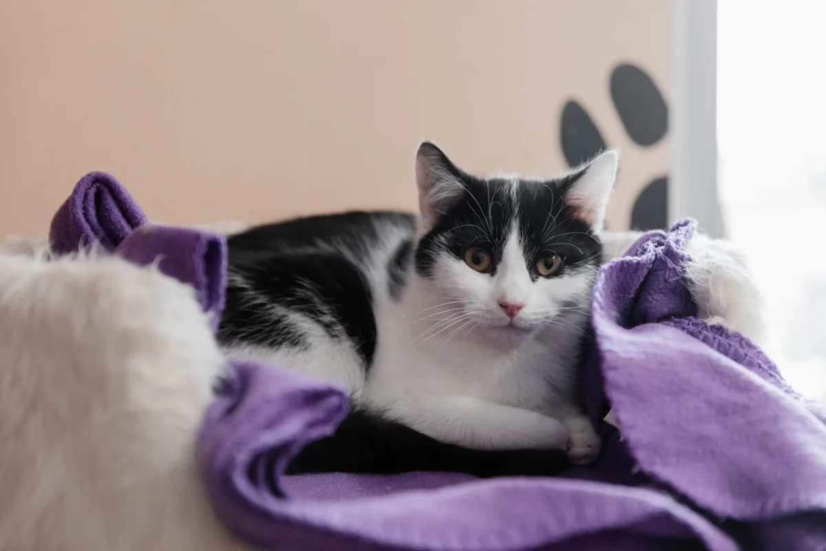 Kater “Snoopy & Knox”, male Mixed Breed for adoption at Tierheim Jena, Jena