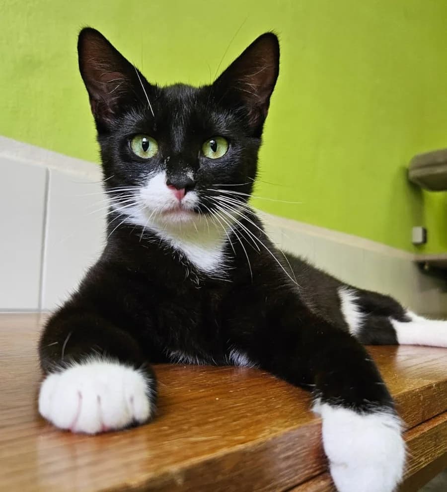 Katze “Arabella”, male Mixed Breed for adoption at Tierheim Jena, Jena