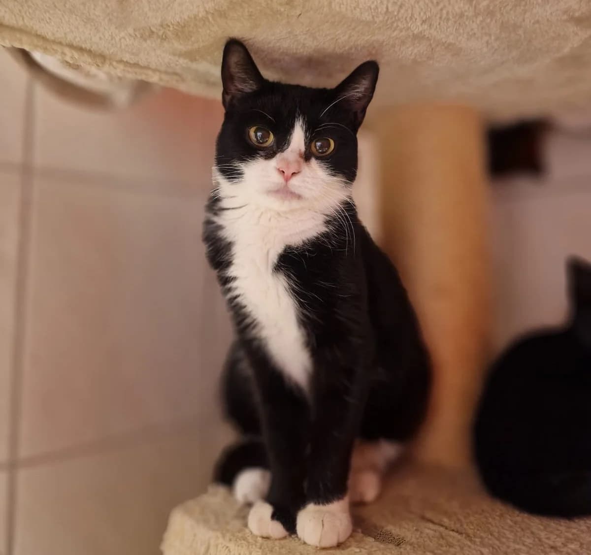 Katze “Aura” (vermittelt), male Mixed Breed for adoption at Tierheim Jena, Jena