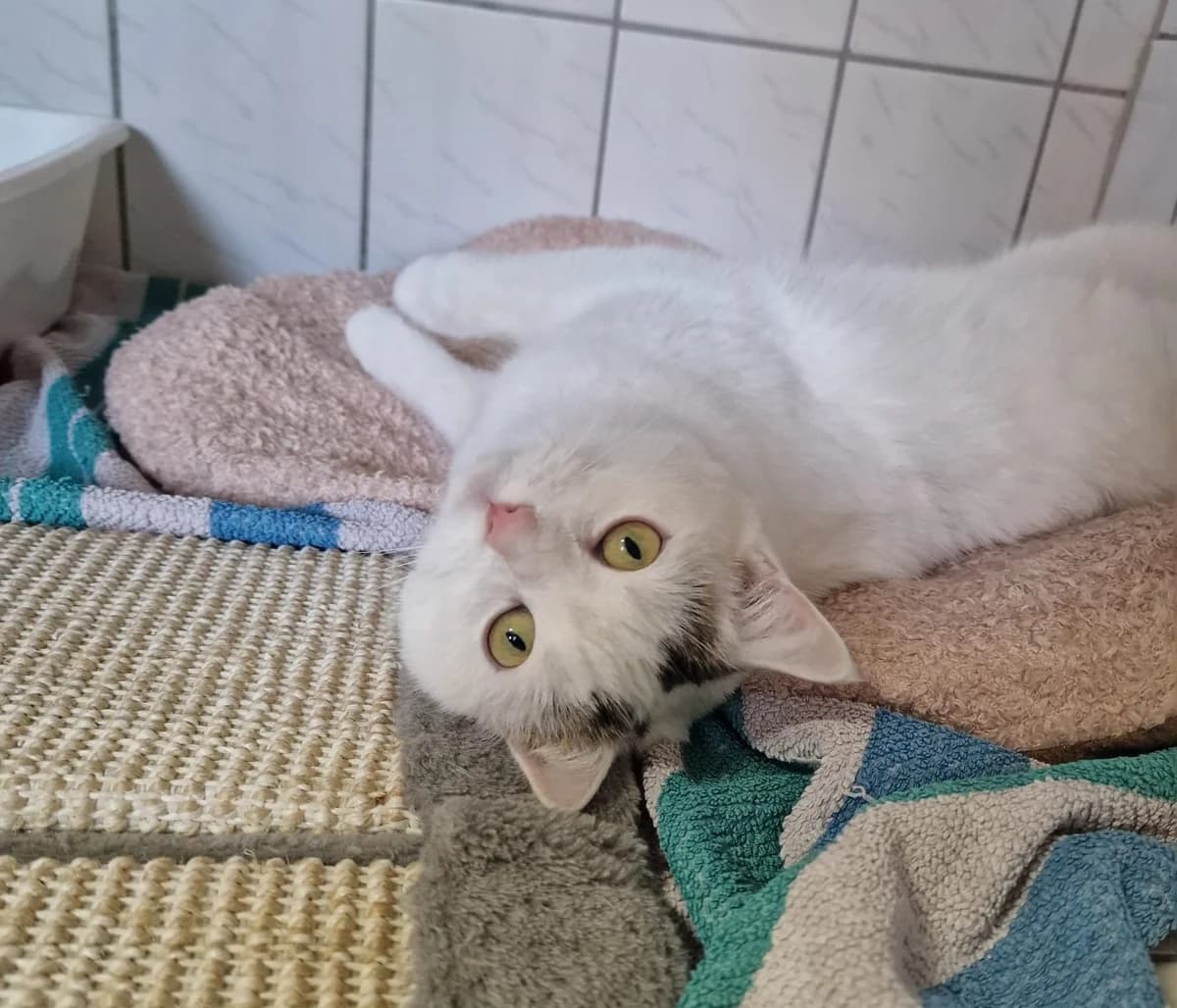 Katze “Erna”, male Mixed Breed for adoption at Tierheim Jena, Jena