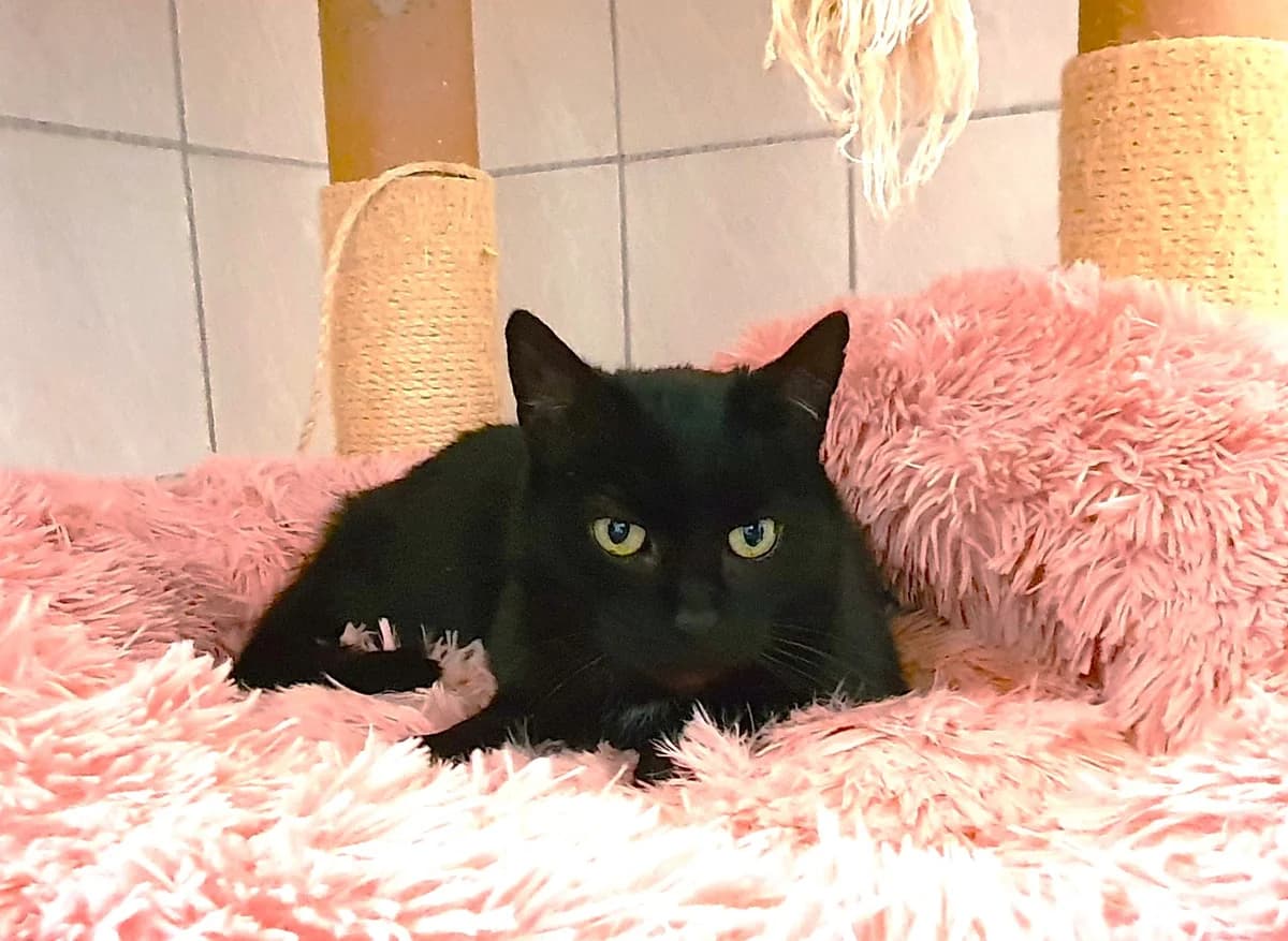 Katze “Giselle”, male Mixed Breed for adoption at Tierheim Jena, Jena