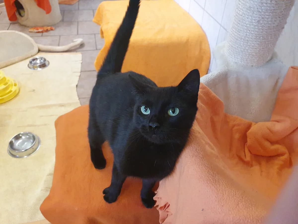 Katze “Lakritz”, female Mixed Breed for adoption at Tierheim Jena, Jena