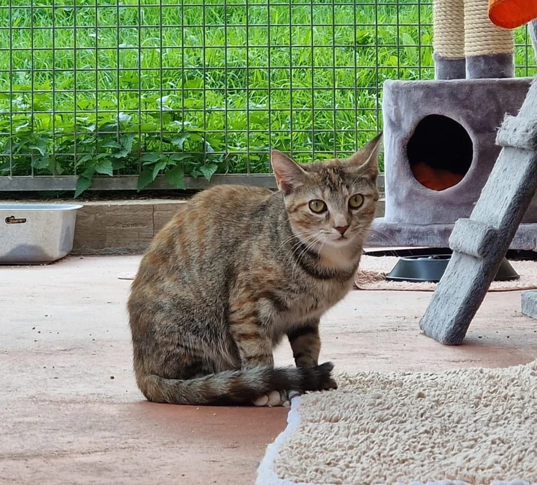 Katze “Nalanie” (feste Interessenten), male Mixed Breed for adoption at Tierheim Jena, Jena