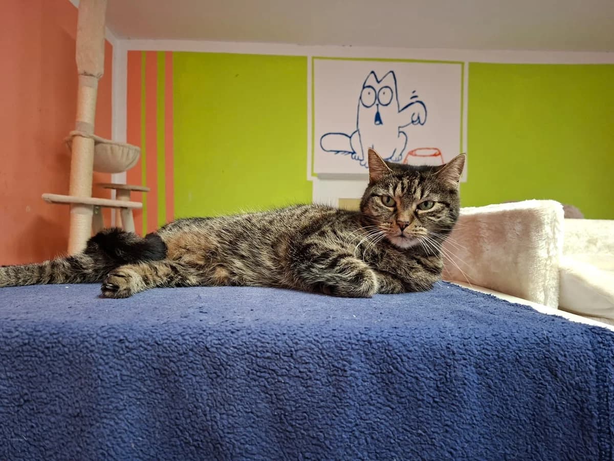 Katze “Rika”, female Mixed Breed for adoption at Tierheim Jena, Jena
