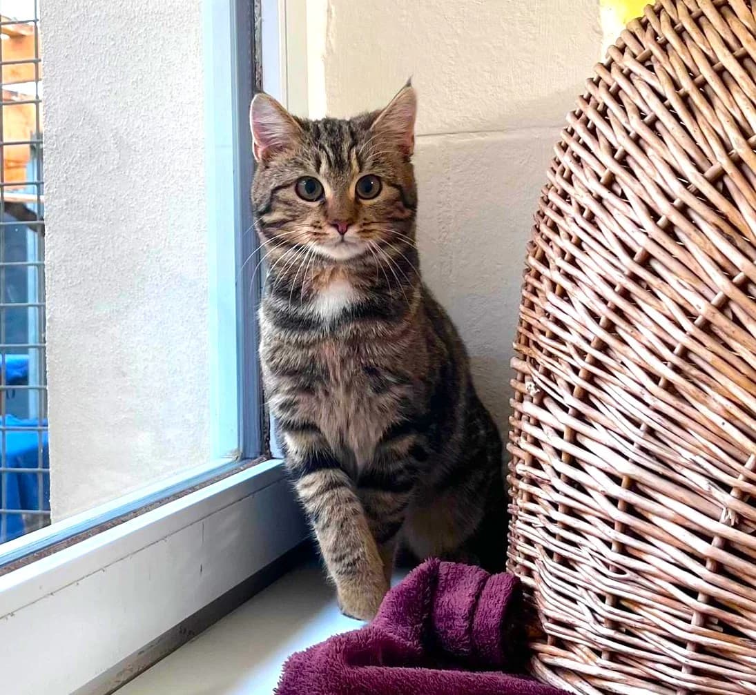 Katze “Twila” (vermittelt), male Mixed Breed for adoption at Tierheim Jena, Jena