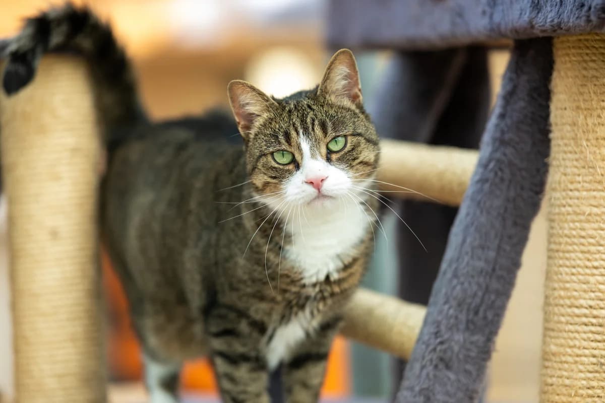 Katze “Warja” (feste Interessenten), male Mixed Breed for adoption at Tierheim Jena, Jena