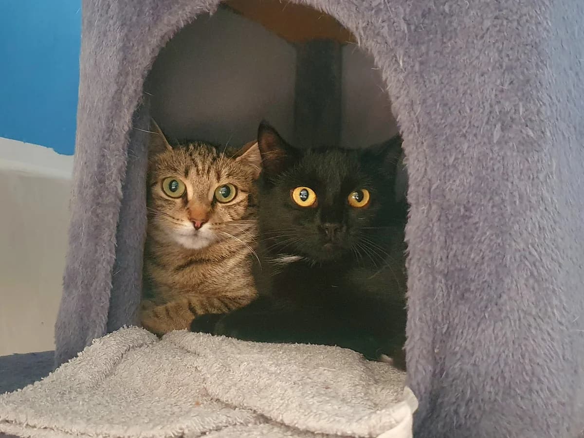 Katzen “Mina” & “Vera”, female Mixed Breed for adoption at Tierheim Jena, Jena
