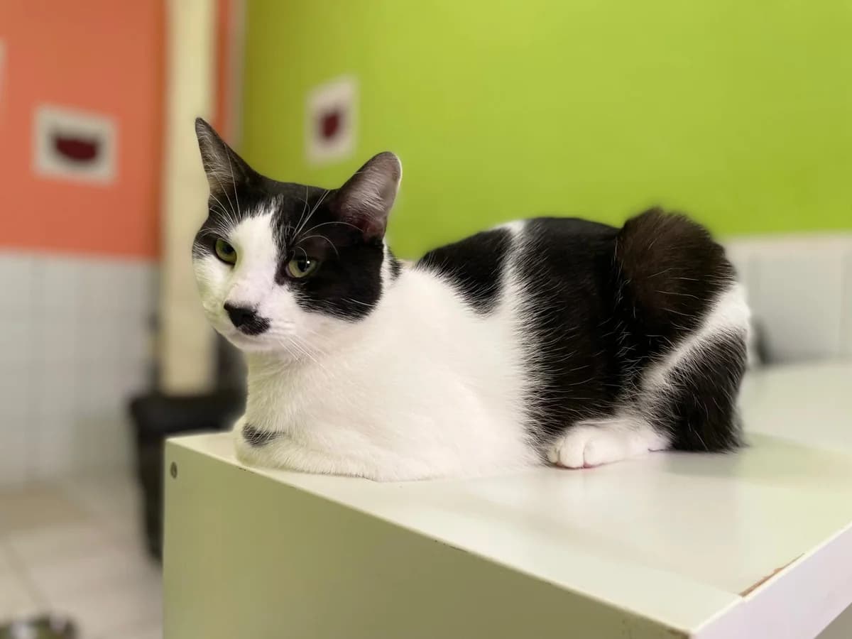 Kater “Nuri”, male Mixed Breed for adoption at Tierheim Jena, Jena