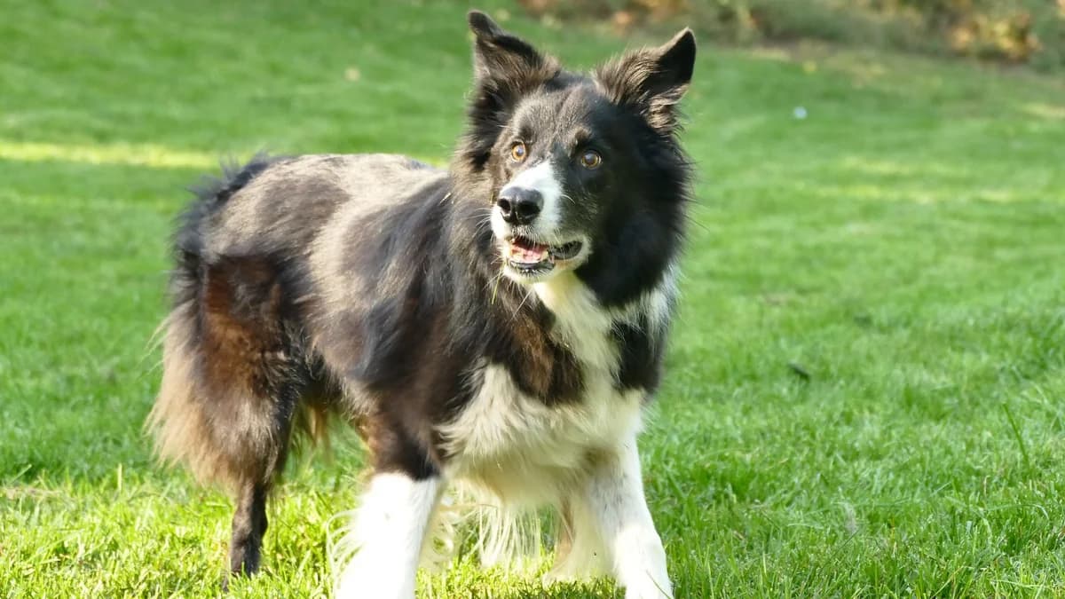 Rüde “Ajax”, male Mixed Breed for adoption at Tierheim Jena, Jena