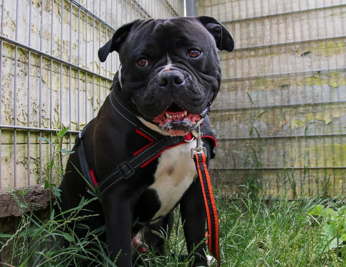 Rüde “Casper”, male Mixed Breed for adoption at Tierheim Jena, Jena