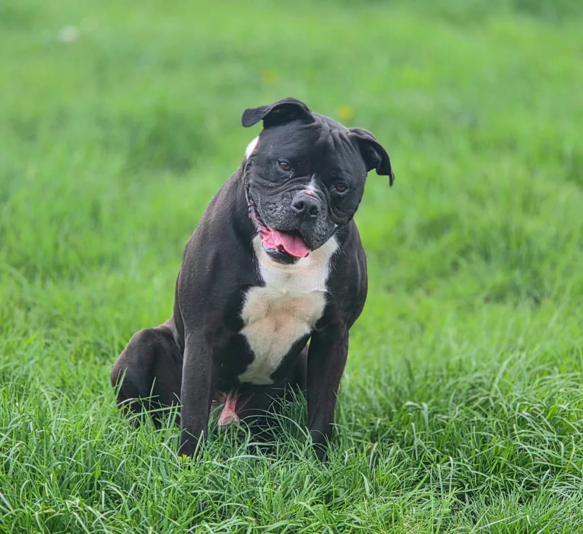 “Casper”, female Mixed Breed for adoption at Tierheim Jena, Jena