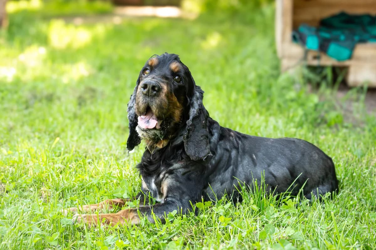 Rüde “Eik”, male Mixed Breed for adoption at Tierheim Jena, Jena