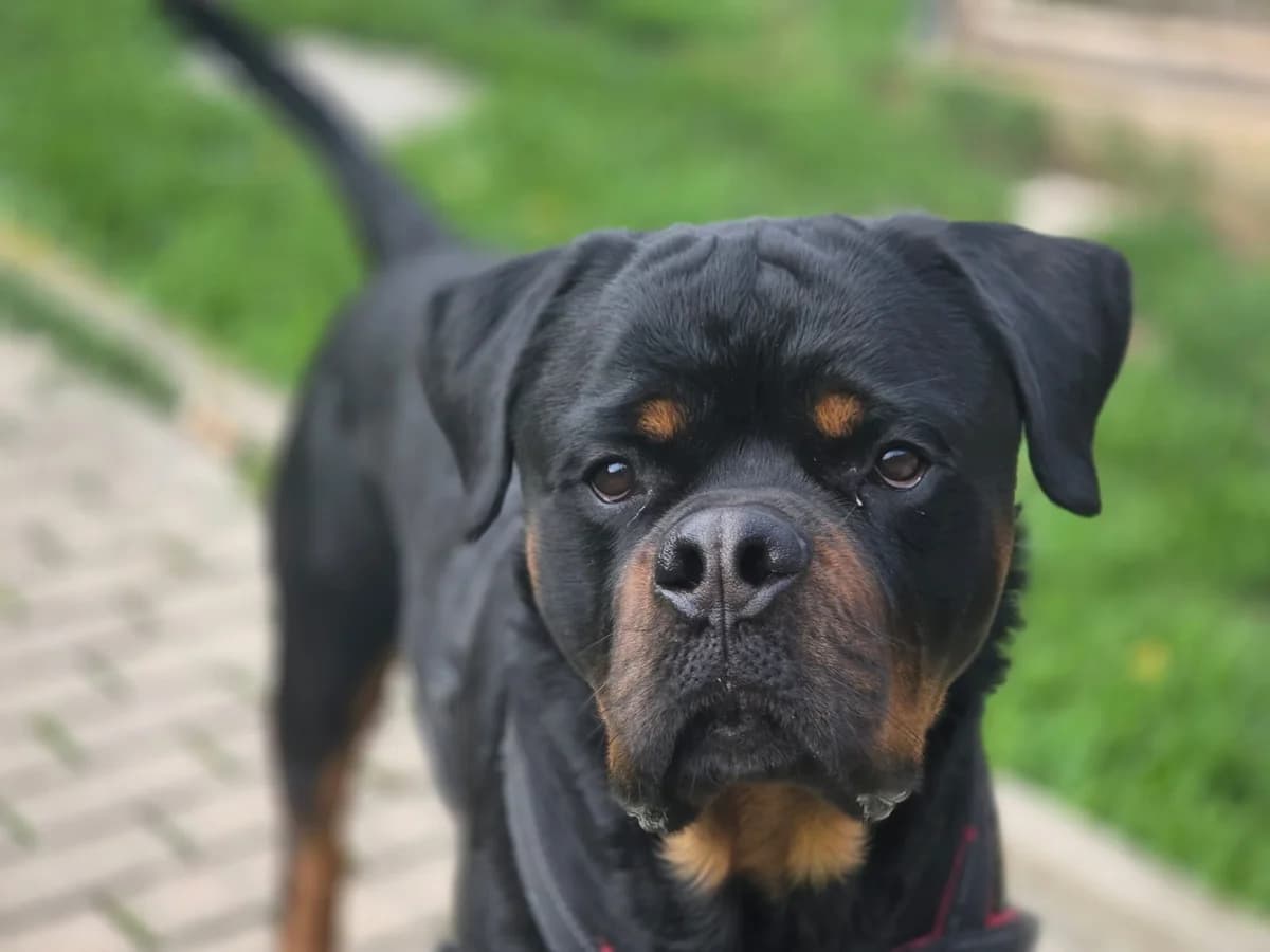 Rüde “Flummi”, male Mixed Breed for adoption at Tierheim Jena, Jena