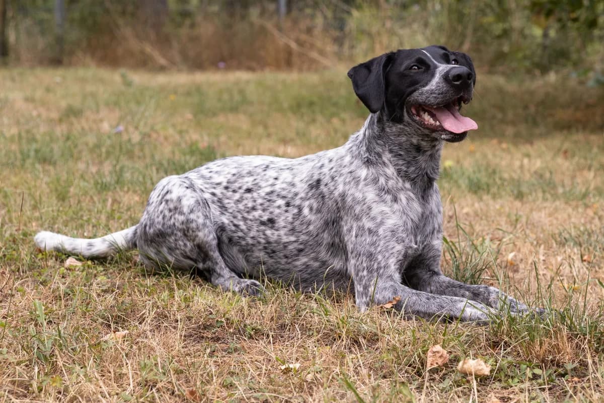 Rüde “Simba”, male Mixed Breed for adoption at Tierheim Jena, Jena