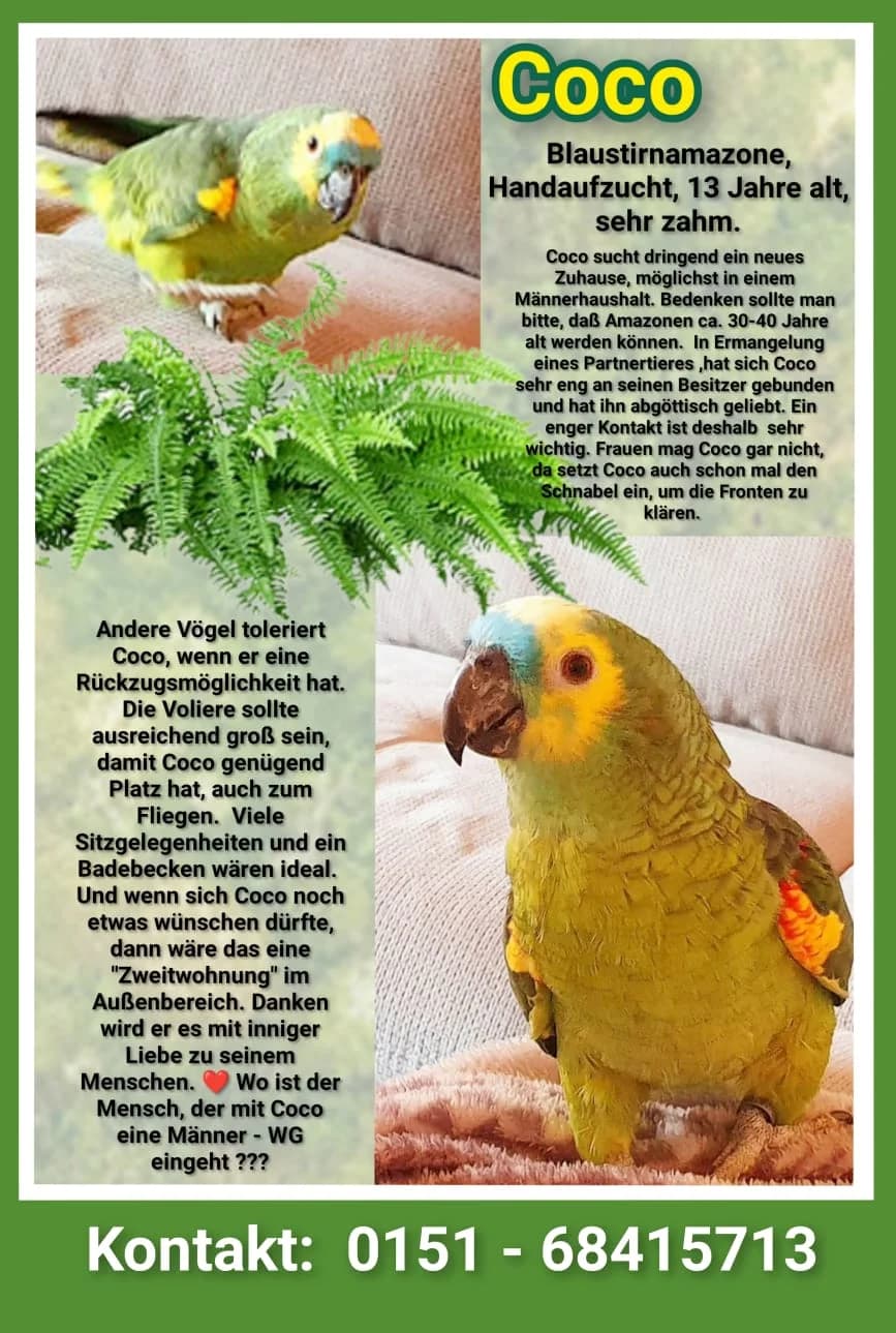 Vermittlungshilfe: Blaustirnamazone Coco, male Mixed Breed for adoption at Tierheim Jena, Jena