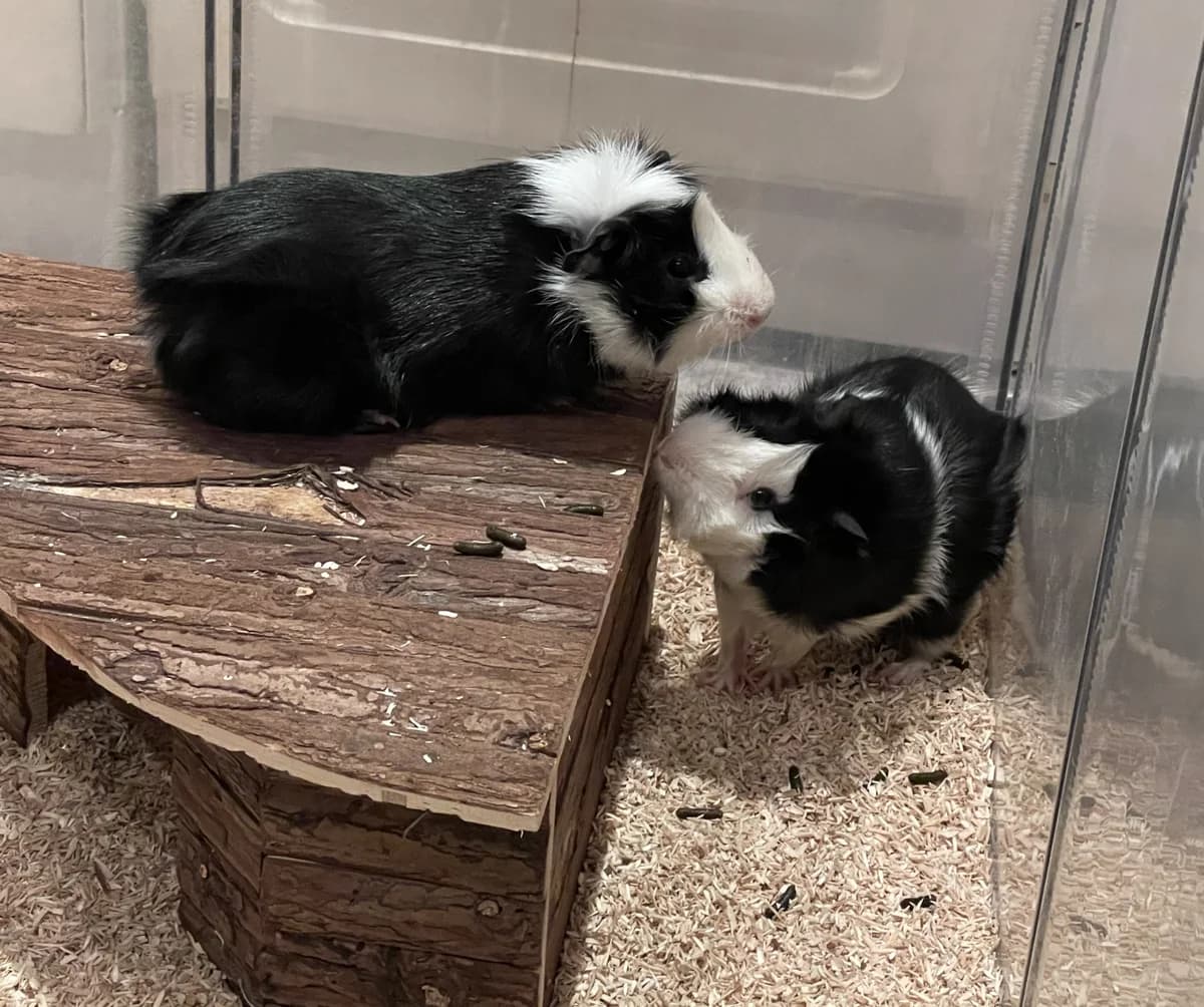 Vermittlungshilfe für 2 Meerschweinchenböckchen, male Mixed Breed for adoption at Tierheim Jena, Jena