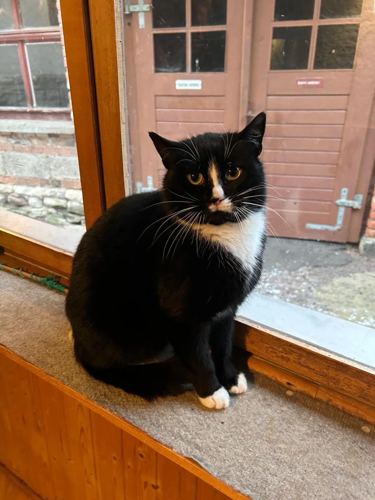 Vermittlungshilfe für 3-jährige Katzendame, male Mixed Breed for adoption at Tierheim Jena, Jena